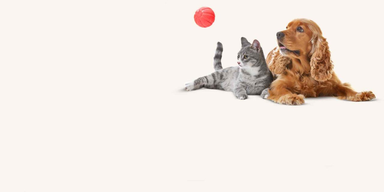 ペット信託テスト2